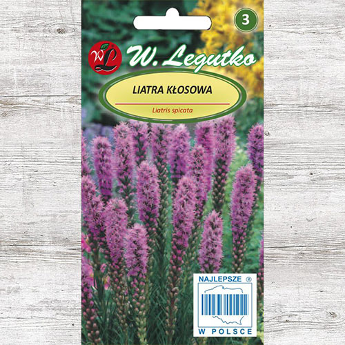 Steaua strălucitoare (Liatris spicată) violet Legutko imagine 1 articol 87102