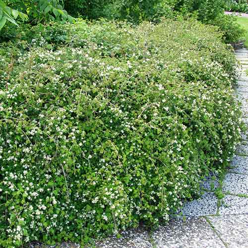 Stephanandra incisa Crispa imagine 1 articol 4482