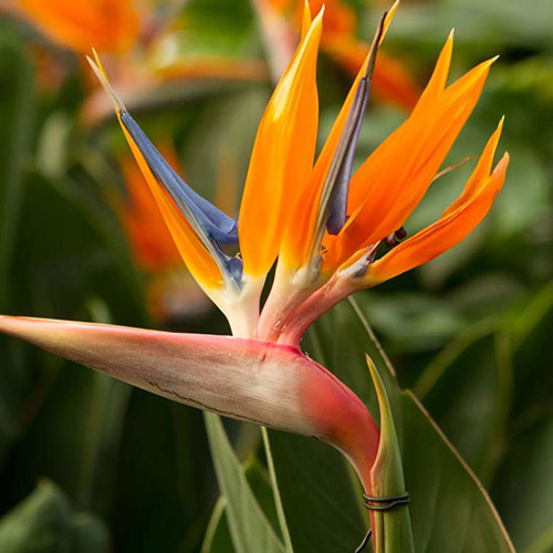 Strelitzia Royal Legutko imagine 1 articol 87121