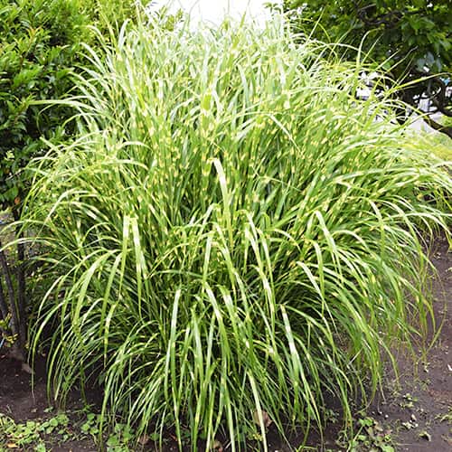 Stuf chinezesc (Miscanthus) Zebrinus, P9 imagine 1 articol 5658