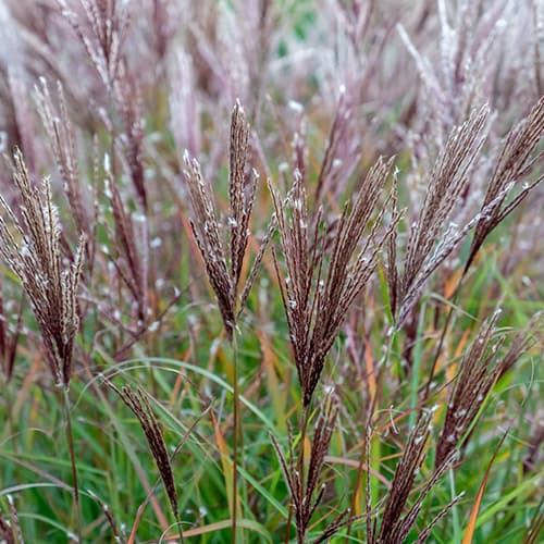 Stuf chinezesc (Miscanthus) Ferner Osten imagine 1 articol 4083