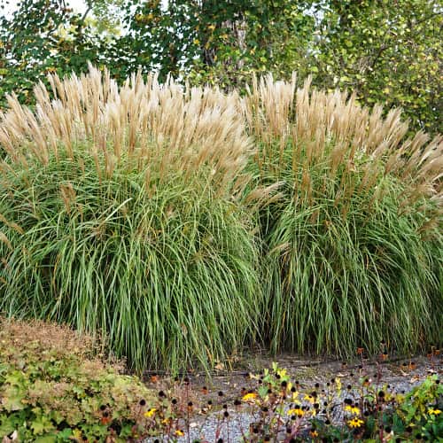 Stuf chinezesc (Miscanthus) Herman Mussel imagine 1 articol 4085