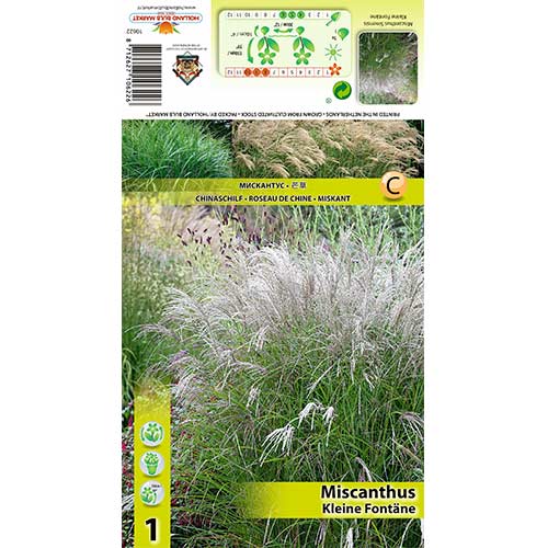 Stuf chinezesc (Miscanthus) Kleine Fontane imagine 1 articol 70442