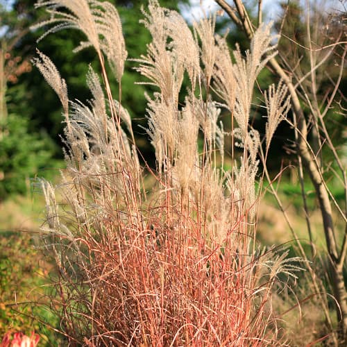 Stuf chinezesc (Miscanthus) Little Miss, P9 imagine 1 articol 5868