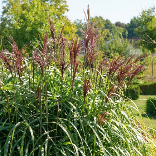 Stuf chinezesc (Miscanthus) Malepartus imagine 1 articol 4087