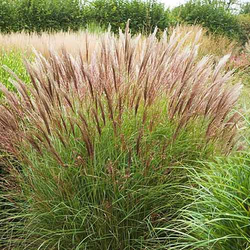 Stuf chinezesc (Miscanthus) Yakushima Dwarf imagine 1 articol 4089