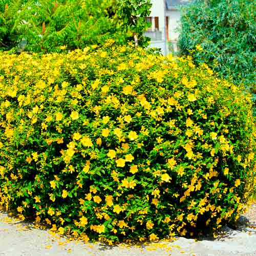 Sunătoare (Pojarniţă) Magical Sunshine imagine 1 articol 67852