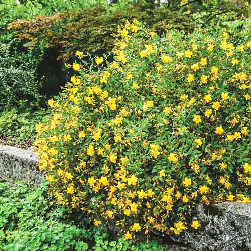 Sunătoare Tricolor imagine 1 articol 4457