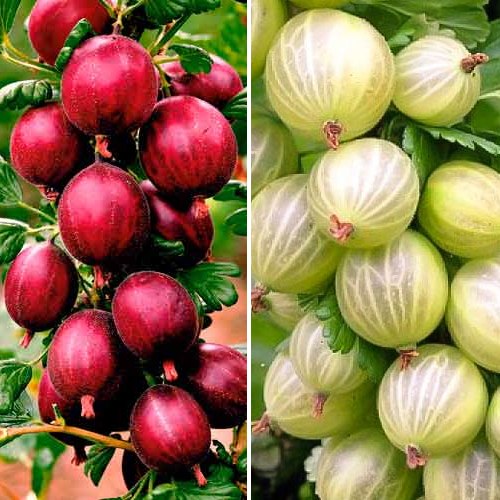 Super ofertă! Agriși Triumph, set de 2 soiuri imagine 1 articol 8104