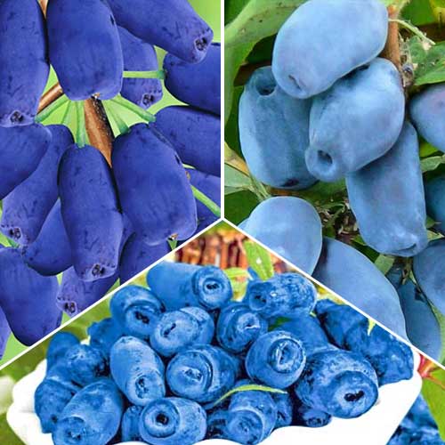 Super ofertă! Afini siberieni, 3 soiuri imagine 1 articol 9258