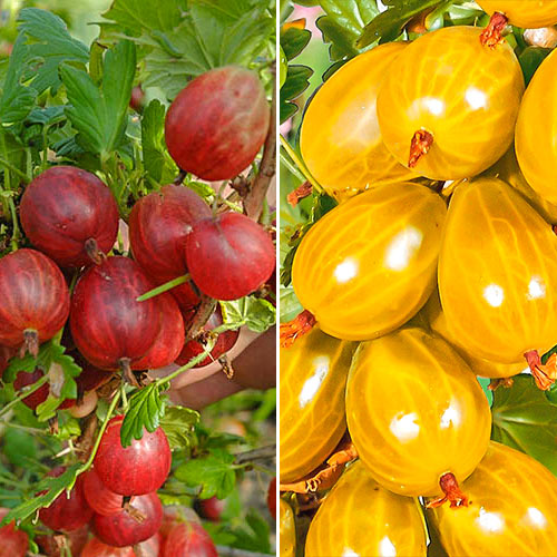 Super ofertă! Agriși fără spini, 2 soiuri imagine 1 articol 7611