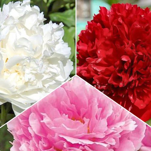 Супер оферта! Божур кичест, микс изображение 1 артикул 76507