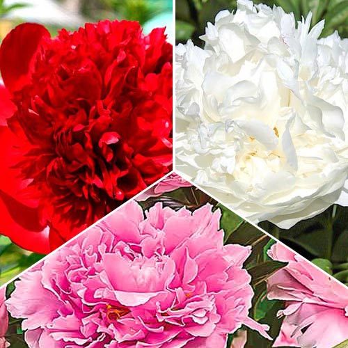 Ofertă specială! Bujori Trio, set de 3 bulbi imagine 1 articol 76507