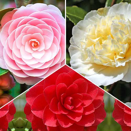 Ofertă specială! Camelie japoneză, set de 3 soiuri imagine 1 articol 76659