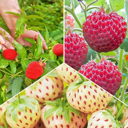 Super ofertă! Căpșuni de grădină, set de 3 soiuri imagine 1 articol 8091