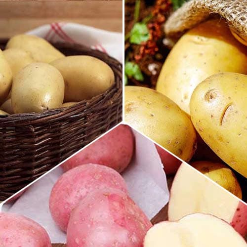 Ofertă specială! Cartofi de sămânță cu Miez galben, set de 3 soiuri imagine 1 articol 4541