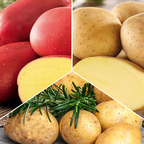 Super ofertă! Cartofi de sămânță Recolte bogate imagine 1 articol 7857