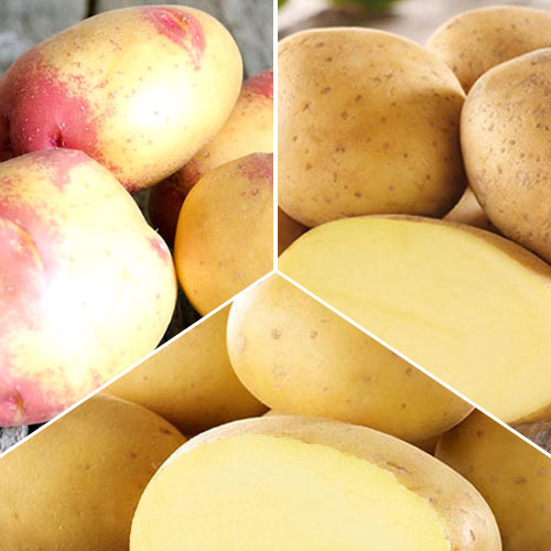 Super ofertă! Cartofi de sămânță Recolte timpurii imagine 1 articol 7858