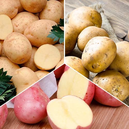 Ofertă specială! Cartofi de sămânță Recolte timpurii, set de 3 soiuri imagine 1 articol 4538