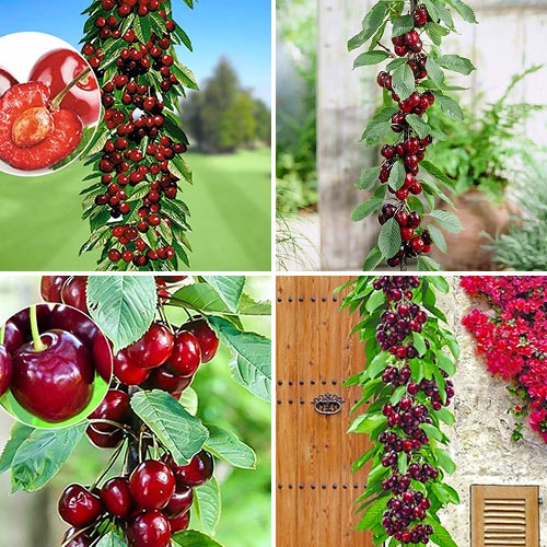 Ofertă specială! Cireși columnari Quartet, set de 4 soiuri imagine 1 articol 1981