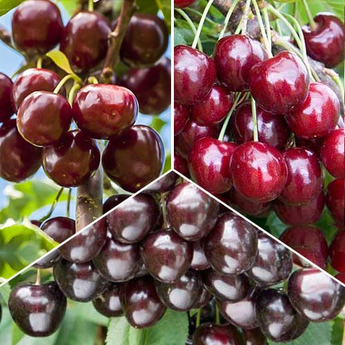Ofertă specială! Cireși Trio, set de 3 soiuri imagine 1 articol 6923
