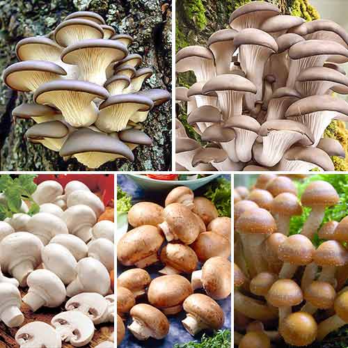 Super-ofertă! Set de ciuperci Pentru acasă, 5 soiuri imagine 1 articol 9761