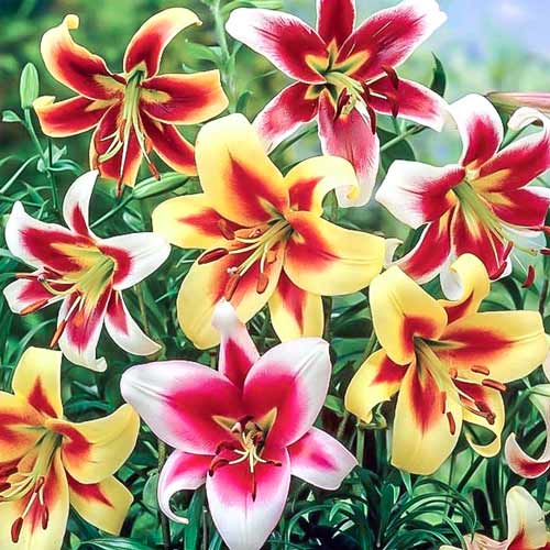 Super ofertă! Crini OT Hybrid, set de 5 bulbi imagine 1 articol 67935