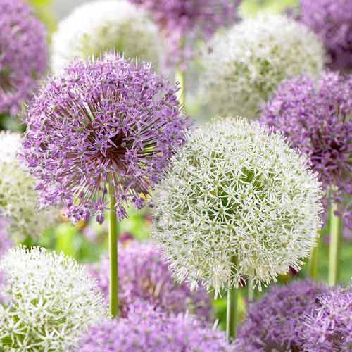 Super oferta! Czosnek (Allium), zestaw 2 odmian interface.image 1 interface.art 67932
