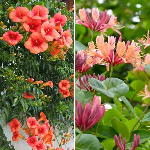 Супер оферта! Декоративни храсти, комплект от 2 сорта изображение 1 артикул 4817