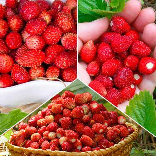 Super ofertă! Fragi, set de 3 soiuri imagine 1 articol 8126