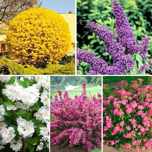 Super-ofertă de nerefuzat, compusă din 5 soiuri superbe imagine 1 articol 9147