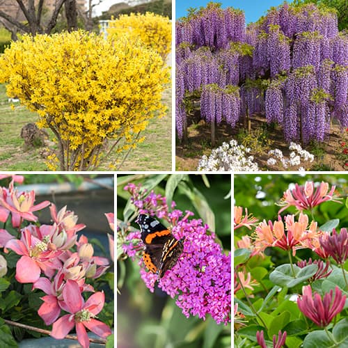 Garduri înfloritoare, set de 5 soiuri imagine 1 articol 2034