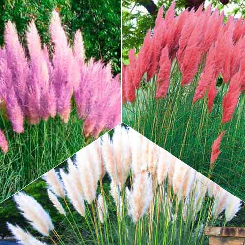 Super ofertă! Iarbă de pampas Trio, set de 3 soiuri imagine 1 articol 9118