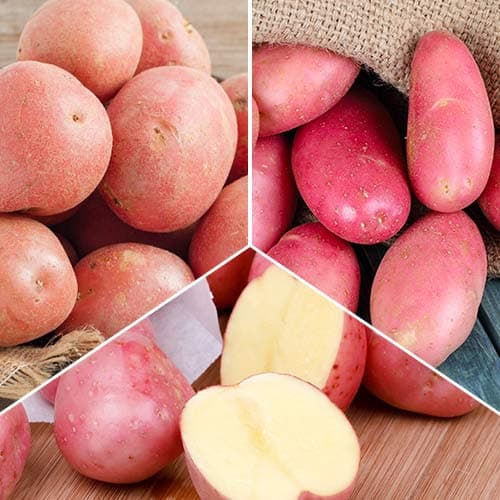 Супер оферта! Картофи за вкусно пюре, комплект от 3 сорта изображение 1 артикул 5692