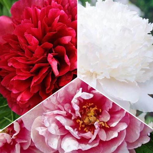 Супер оферта! Комплект божури, 3 сорта изображение 1 артикул 77809