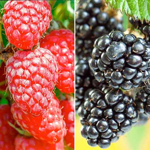 Супер оферта! Комплект Дует, 2 сорта изображение 1 артикул 7643