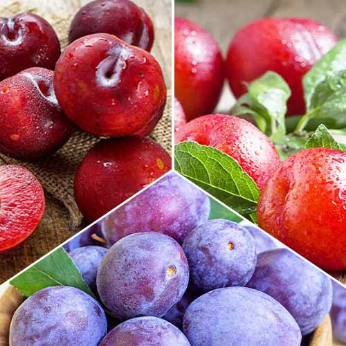 Супер оферта! Комплект сливи, 3 разсада изображение 1 артикул 5674