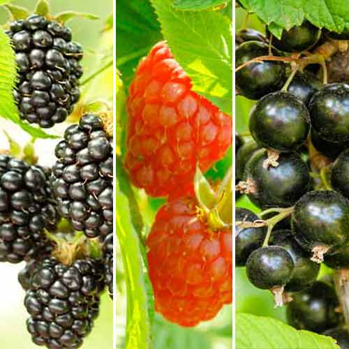 Супер оферта! Комплект за смути, 3 сорта изображение 1 артикул 5847