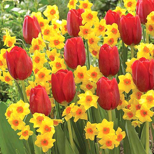 Super ofertă! Lalele și Narcise, set de 25 de bulbi imagine 1 articol 67906