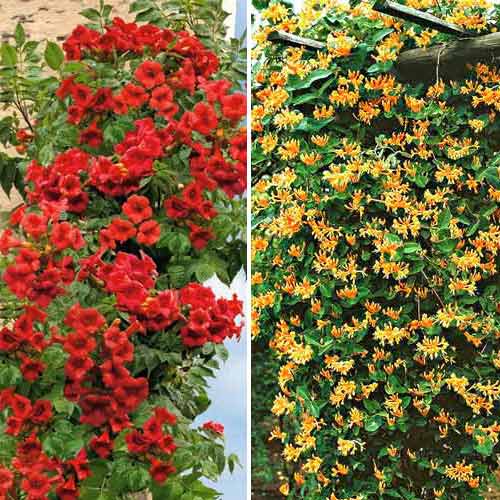 Super ofertă! Liane ornamentale, set de 2 soiuri imagine 1 articol 9148