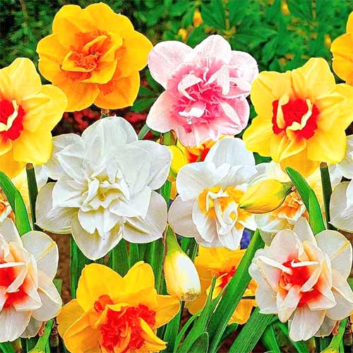 Super ofertă! Narcise duble, set de 25 bulbi imagine 1 articol 67913