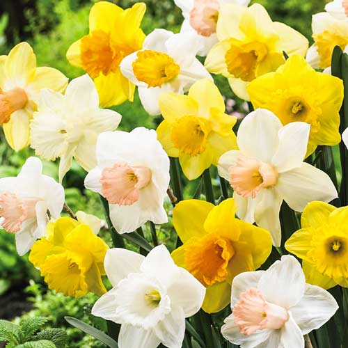 Super ofertă! Narcise trumpet, set de 40 bulbi imagine 1 articol 67937