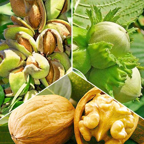 Super ofertă! Nucifere, 3 soiuri imagine 1 articol 7941