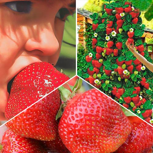 Super ofertă! Căpşuni Pentru sănătate, set de 3 soiuri imagine 1 articol 9824