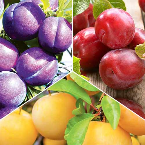Super ofertă! Pruni Trio, de 3 soiuri imagine 1 articol 6946