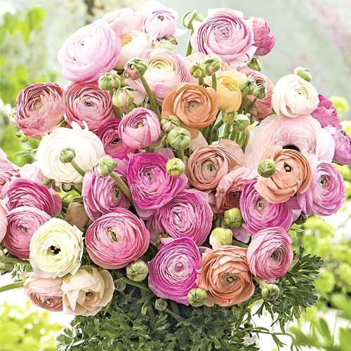Super ofertă! Ranunculus Pastell mix multicolor imagine 1 articol 67086