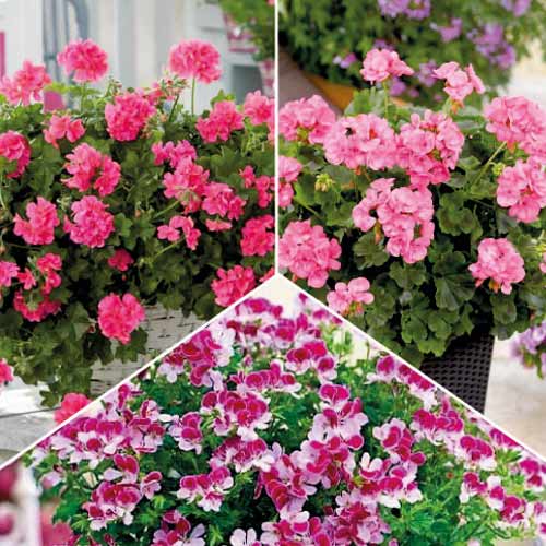 Супер оферта! Растения против комари, комплект от 3 сорта изображение 1 артикул 77818