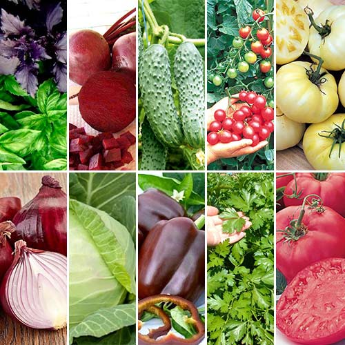 Super-ofertă! Set de 10 pachete de semințe imagine 1 articol 8749