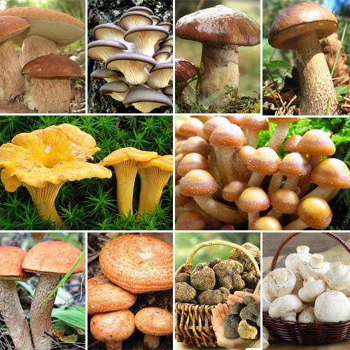 Super-ofertă!Set de ciuperci de 10 soiuri  imagine 1 articol 9748