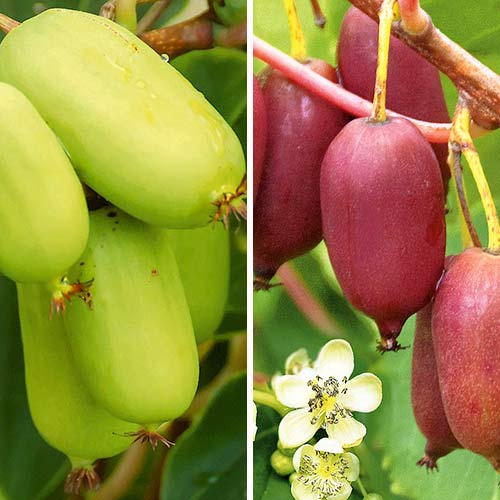 Super-ofertă! Set de Mini-kiwi 4 răsaduri imagine 1 articol 8434